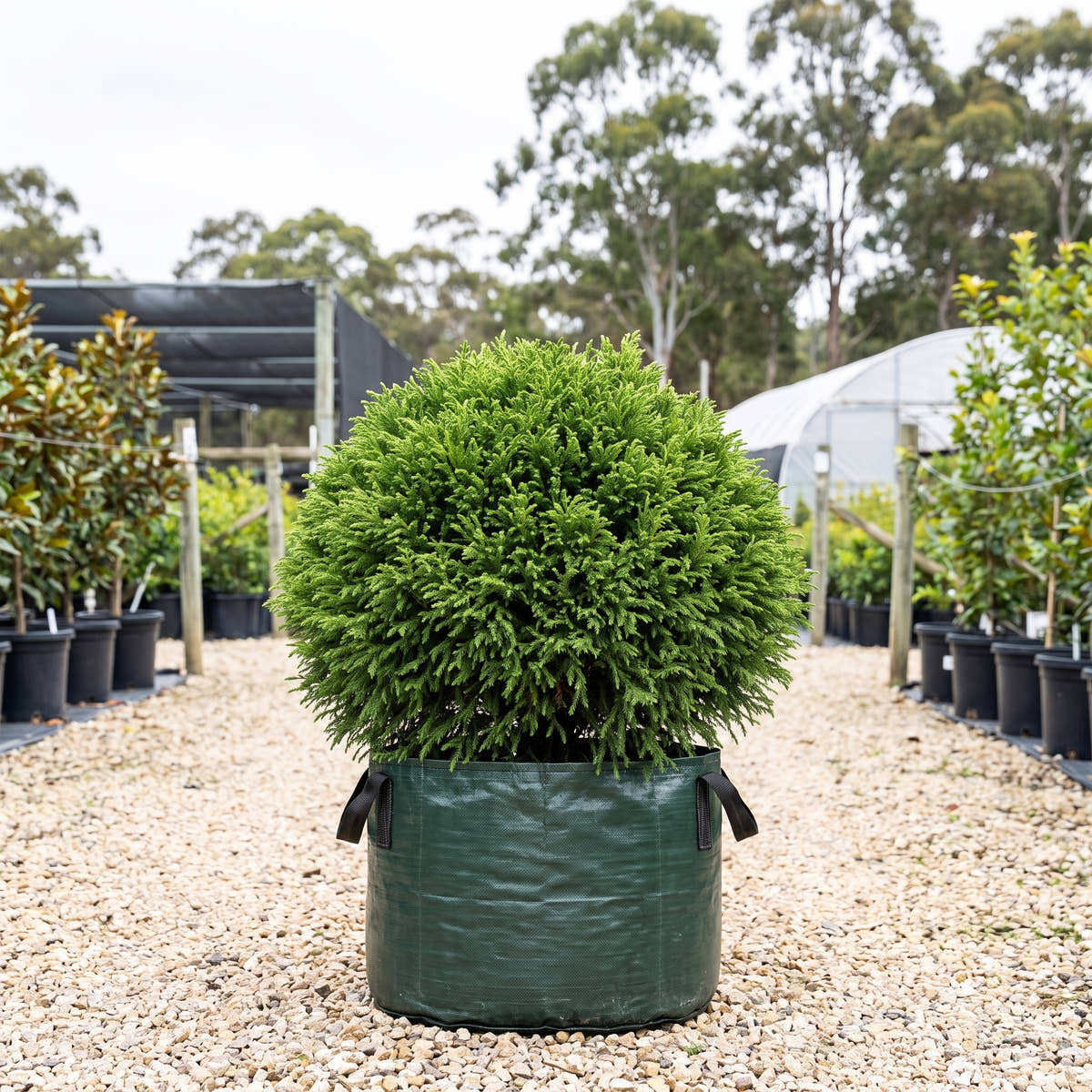Dwarf Japanese Cedar - Cryptomeria japonica ‘Nana’