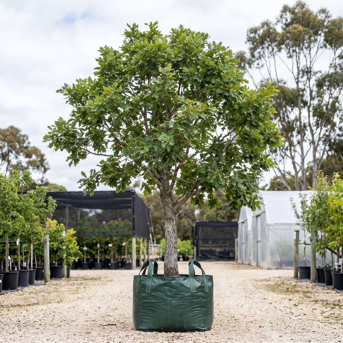 White Oak - Quercus alba