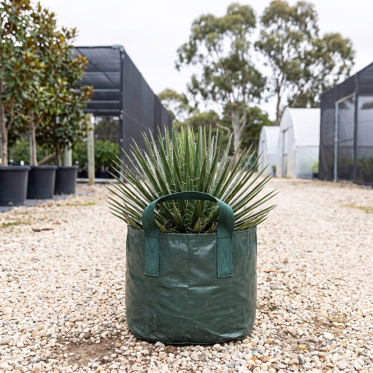 Agave geminiflora