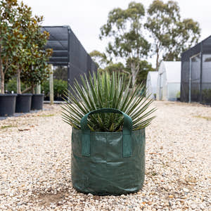 Agave geminiflora