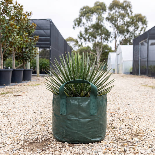 Agave geminiflora