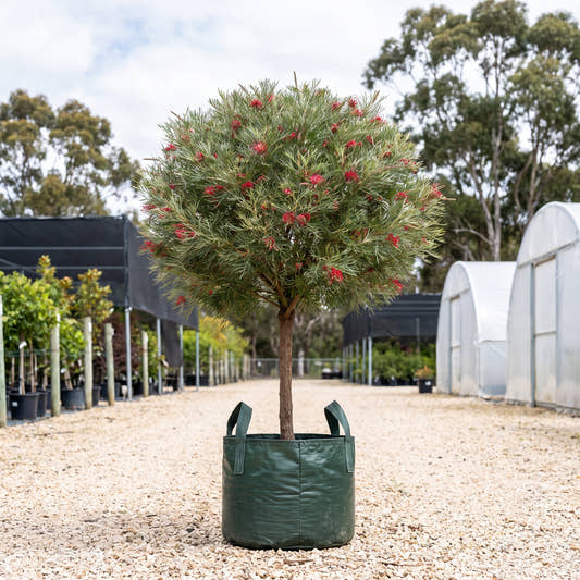 Grassfire Grevillea (Standard) - Grevillea ‘Grassfire’