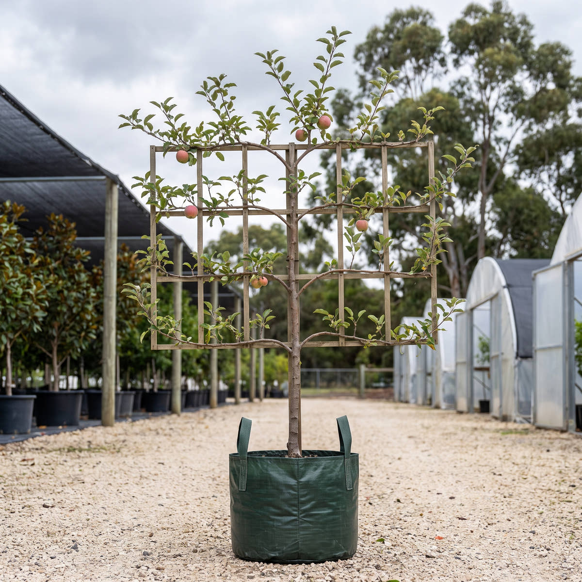 Pink Lady Apple (Espalier) - Malus domestica ‘Cripps Pink’