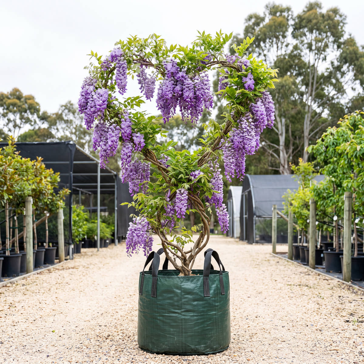 Double Purple Japanese Wisteria - Wisteria floribunda ‘Violacea Plena’