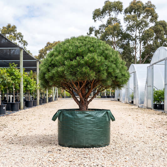 Osmaston Compact Japanese Red Pine - Pinus densiflora ‘Osmaston Compact’