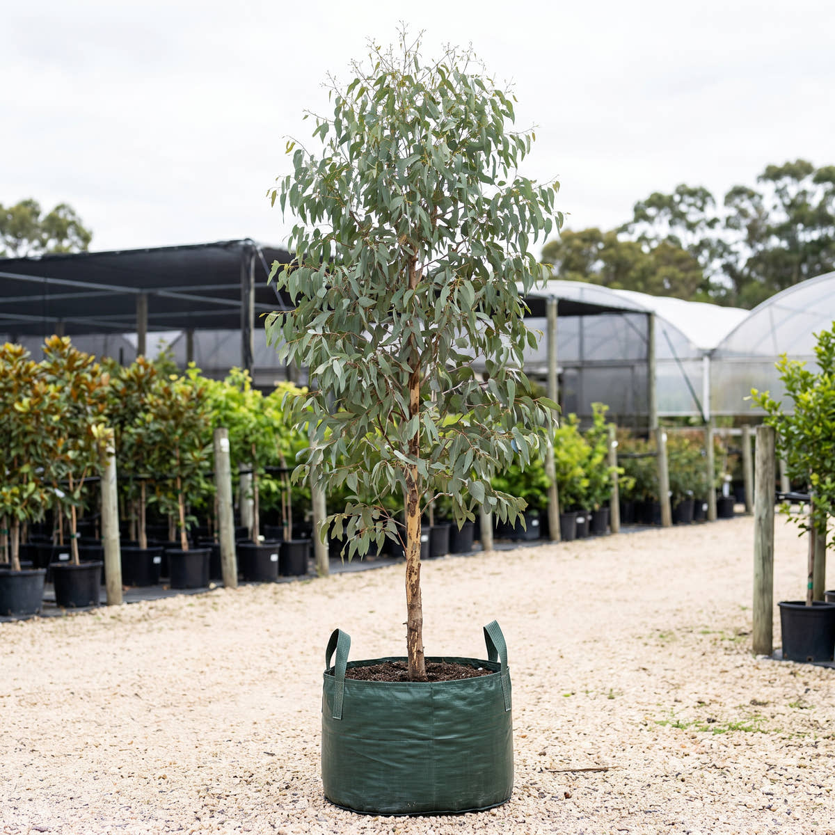 Scribbly Gum - Eucalyptus racemosa