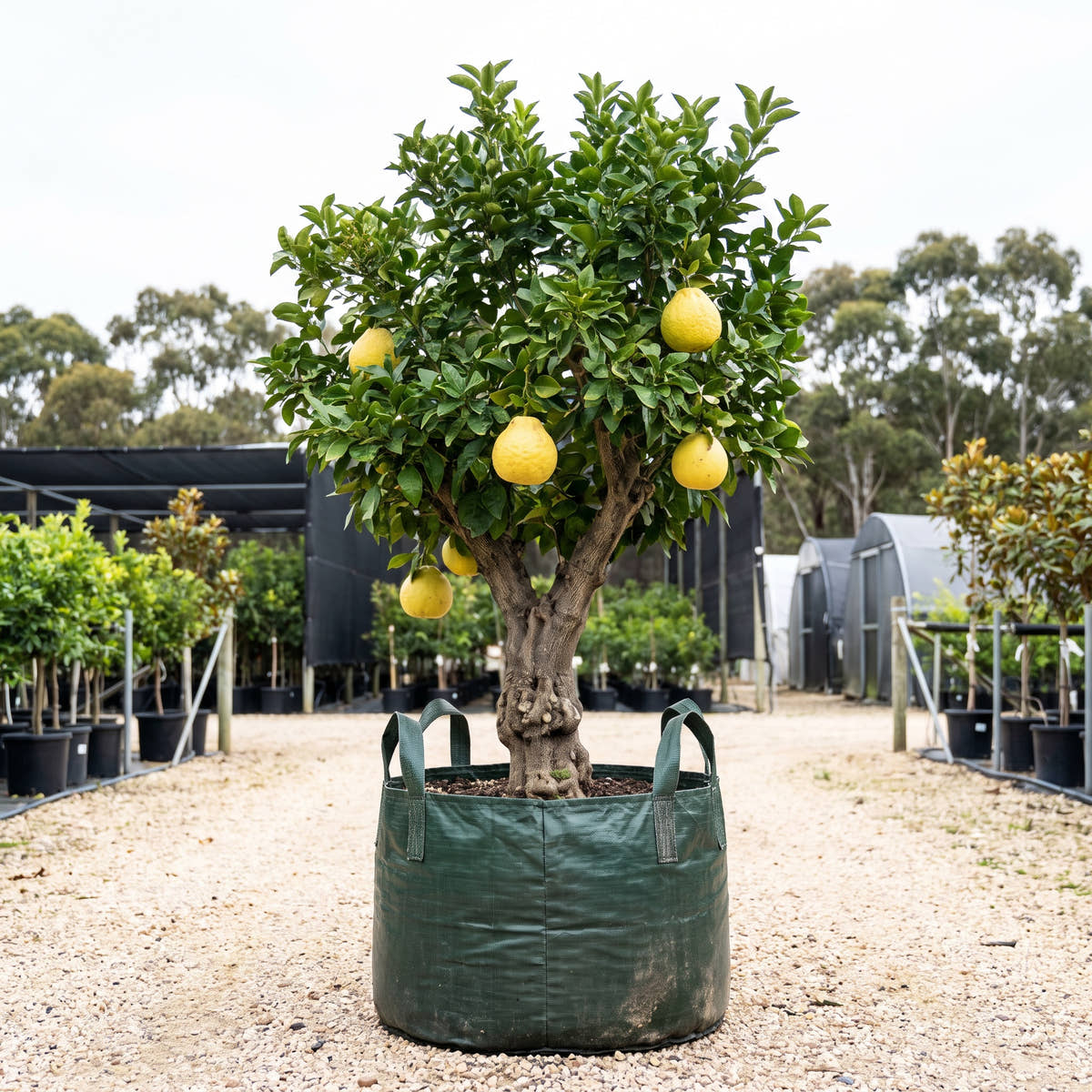 Wheeny Grapefruit - Citrus paradisi ‘Wheeny’