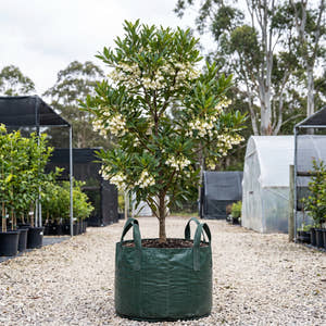 Kuranda Quandong - Elaeocarpus bancroftii