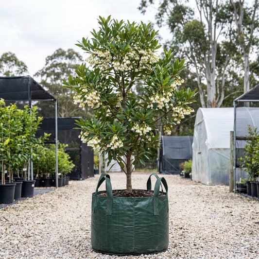Kuranda Quandong - Elaeocarpus bancroftii