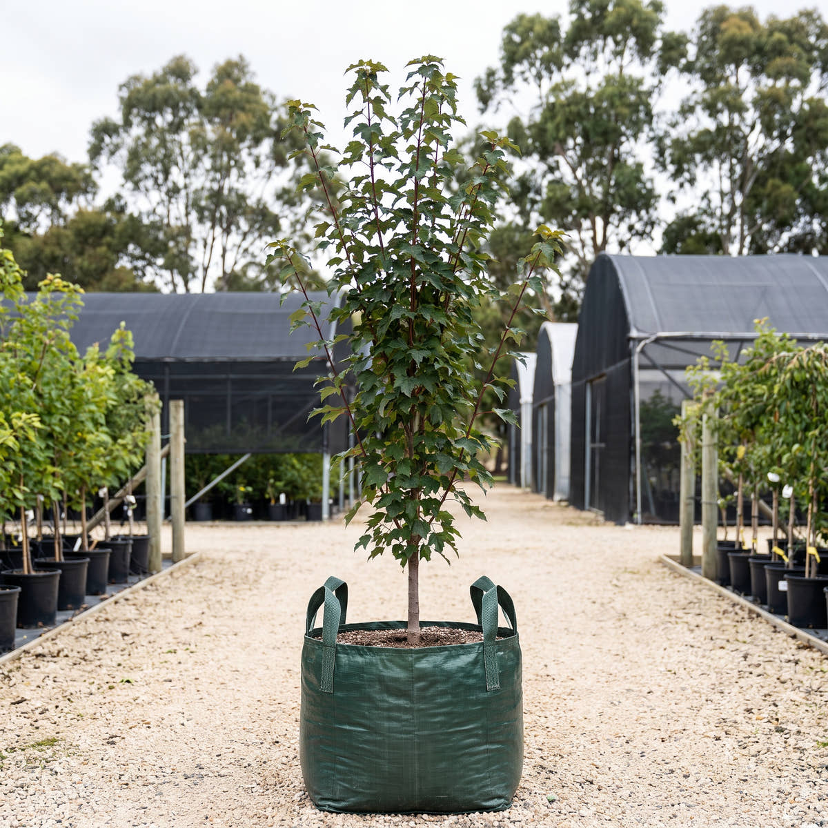 Bowhall Red Maple - Acer rubrum ‘Bowhall’