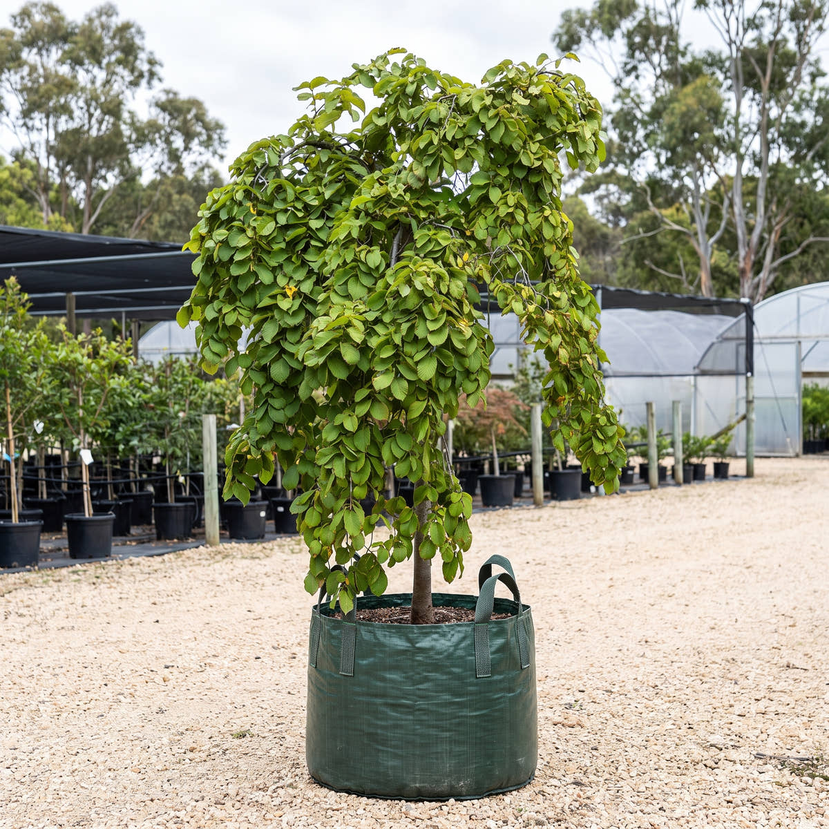 Camperdown Elm (Short Standard) - Ulmus glabra ‘Camperdownii’