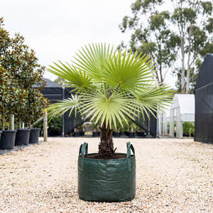 Blackdown Tableland Fan Palm - Livistona fulva