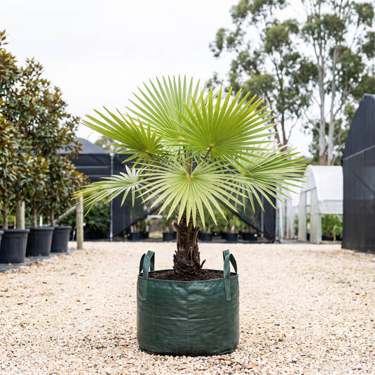 Blackdown Tableland Fan Palm - Livistona fulva