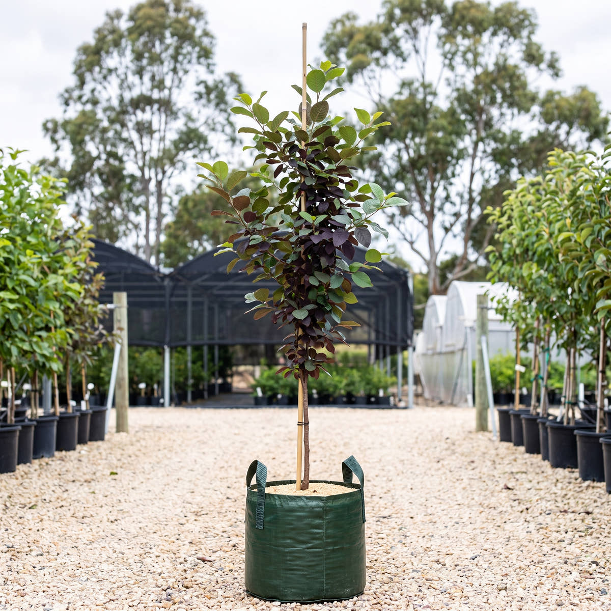 Purple Jewel Flowering Plum - Prunus virginiana ‘Purple Jewel’