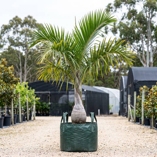 Spindle Palm - Hyophorbe verschaffeltii