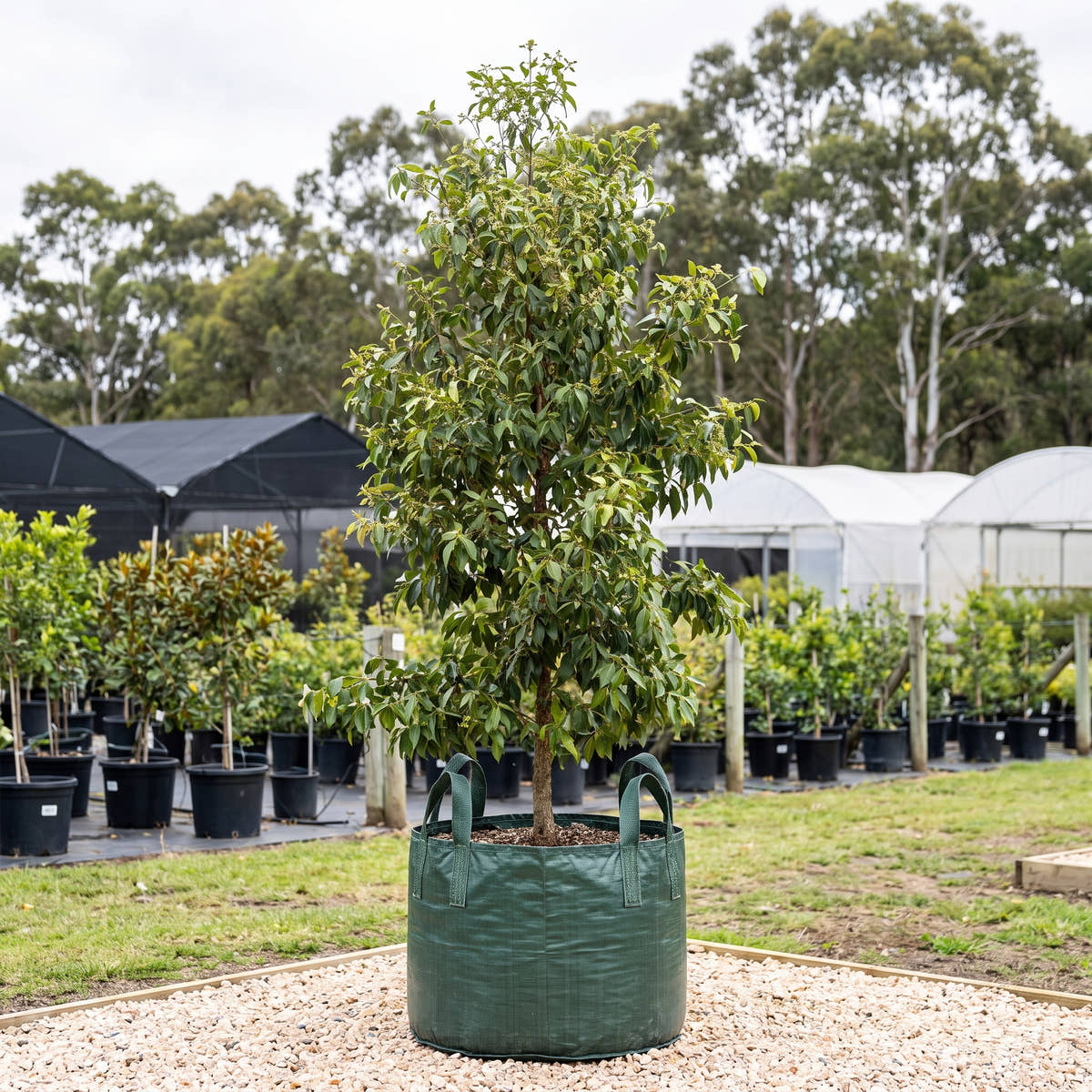 Turpentine Tree - Syncarpia glomulifera