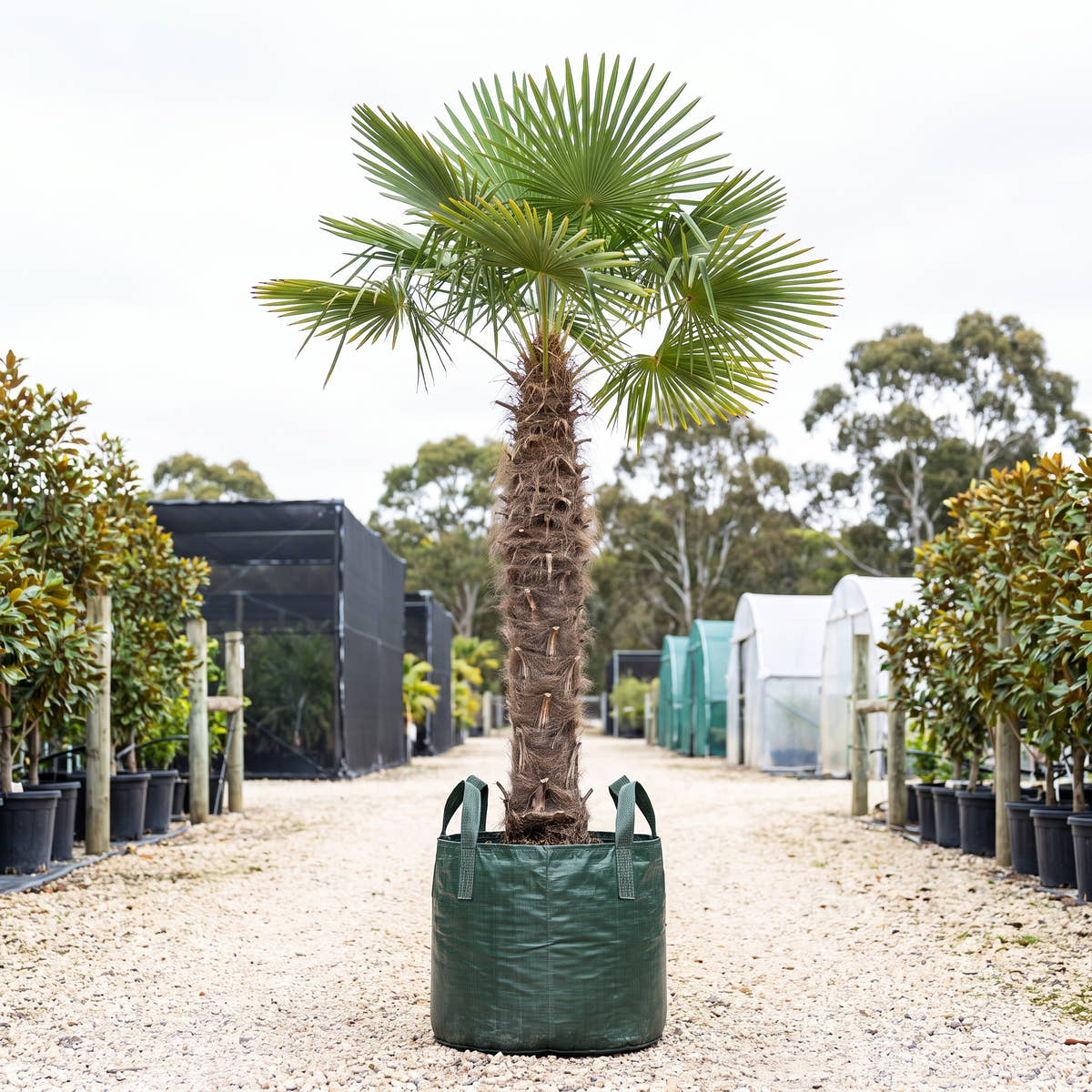 Dwarf Chusan Palm - Trachycarpus fortunei var. wagnerianus