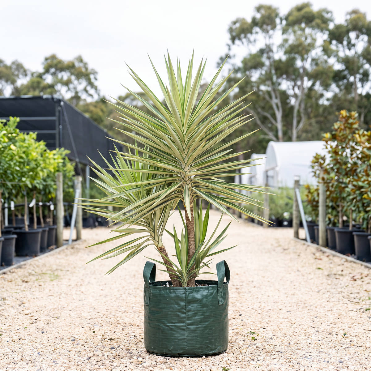 Variegated Spineless Yucca - Yucca elephantipes ‘Variegata’