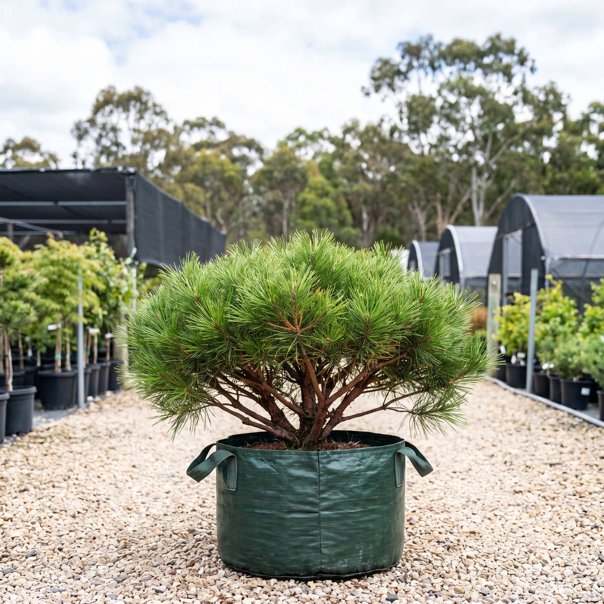 Low Glow Japanese Red Pine - Pinus densiflora ‘Low Glow’