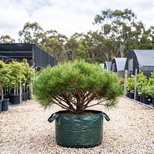 Low Glow Japanese Red Pine - Pinus densiflora ‘Low Glow’
