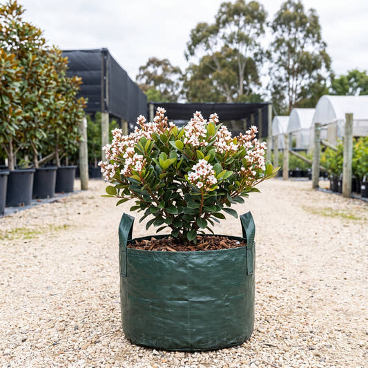 Indian Hawthorn - Rhaphiolepis indica