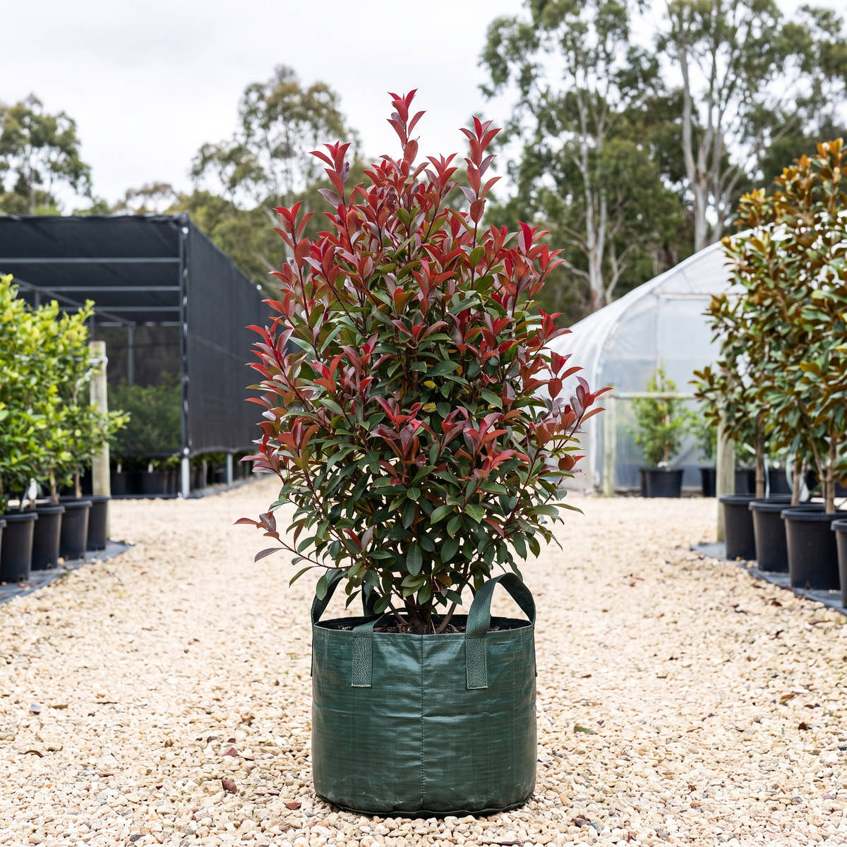 Rubens Photinia - Photinia glabra ‘Rubens’