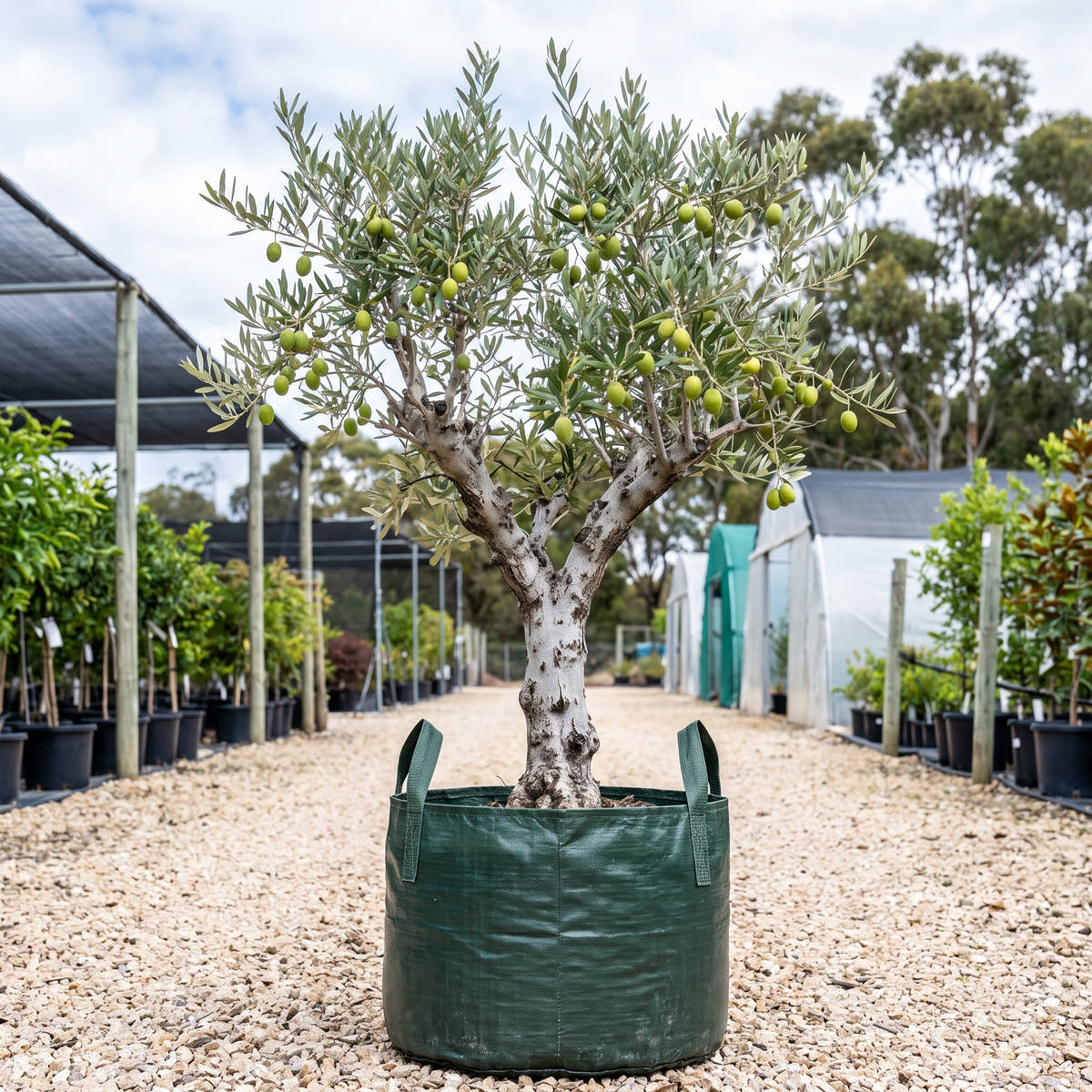 Spanish Queen Olive - Olea europaea ‘Spanish Queen’