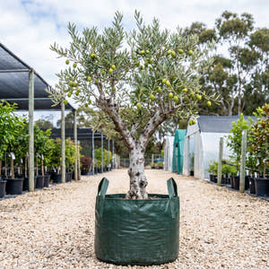 Spanish Queen Olive - Olea europaea ‘Spanish Queen’
