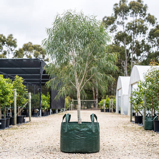 White Peppermint - Eucalyptus pulchella