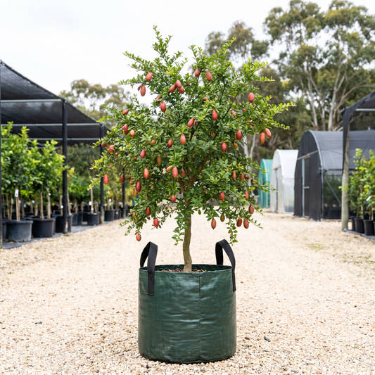 Australian Sunrise Finger Lime - Citrus australasica ‘Australian Sunrise’