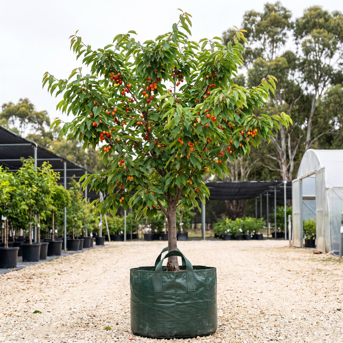 Sunburst Cherry - Prunus avium ‘Sunburst’