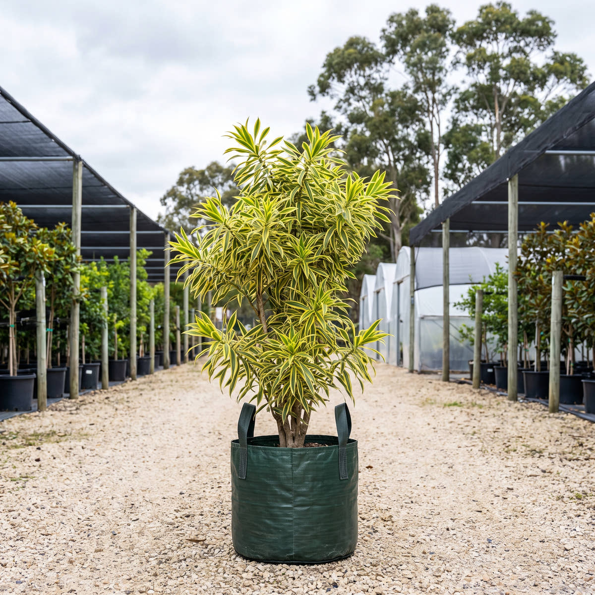 Song of India - Dracaena reflexa ‘Song of India’