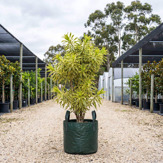 Song of India - Dracaena reflexa ‘Song of India’