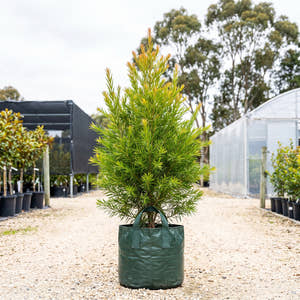 Mary MacKillop Bottlebrush - Callistemon ‘Mary MacKillop’