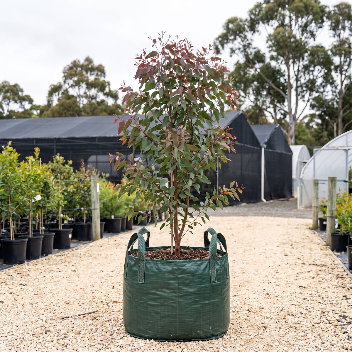 Purple Mallee - Eucalyptus lansdowneana subsp. albopurpurea