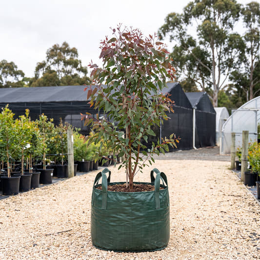 Purple Mallee - Eucalyptus lansdowneana subsp. albopurpurea