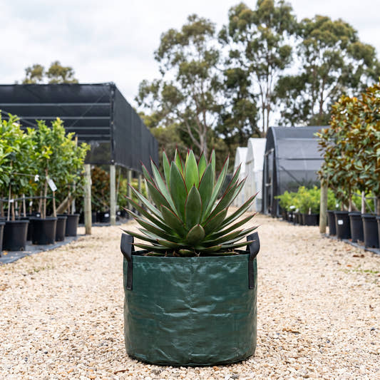 Agave ‘Burnt Burgundy’