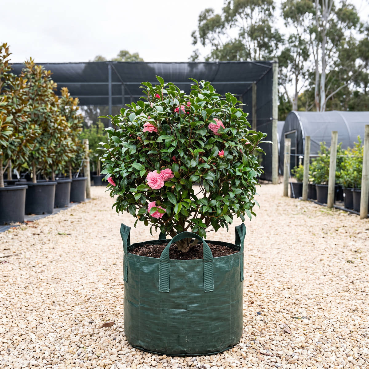 Betty Ridley Camellia - Camellia japonica ‘Betty Ridley’