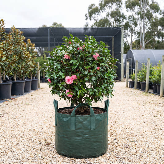 Betty Ridley Camellia - Camellia japonica ‘Betty Ridley’