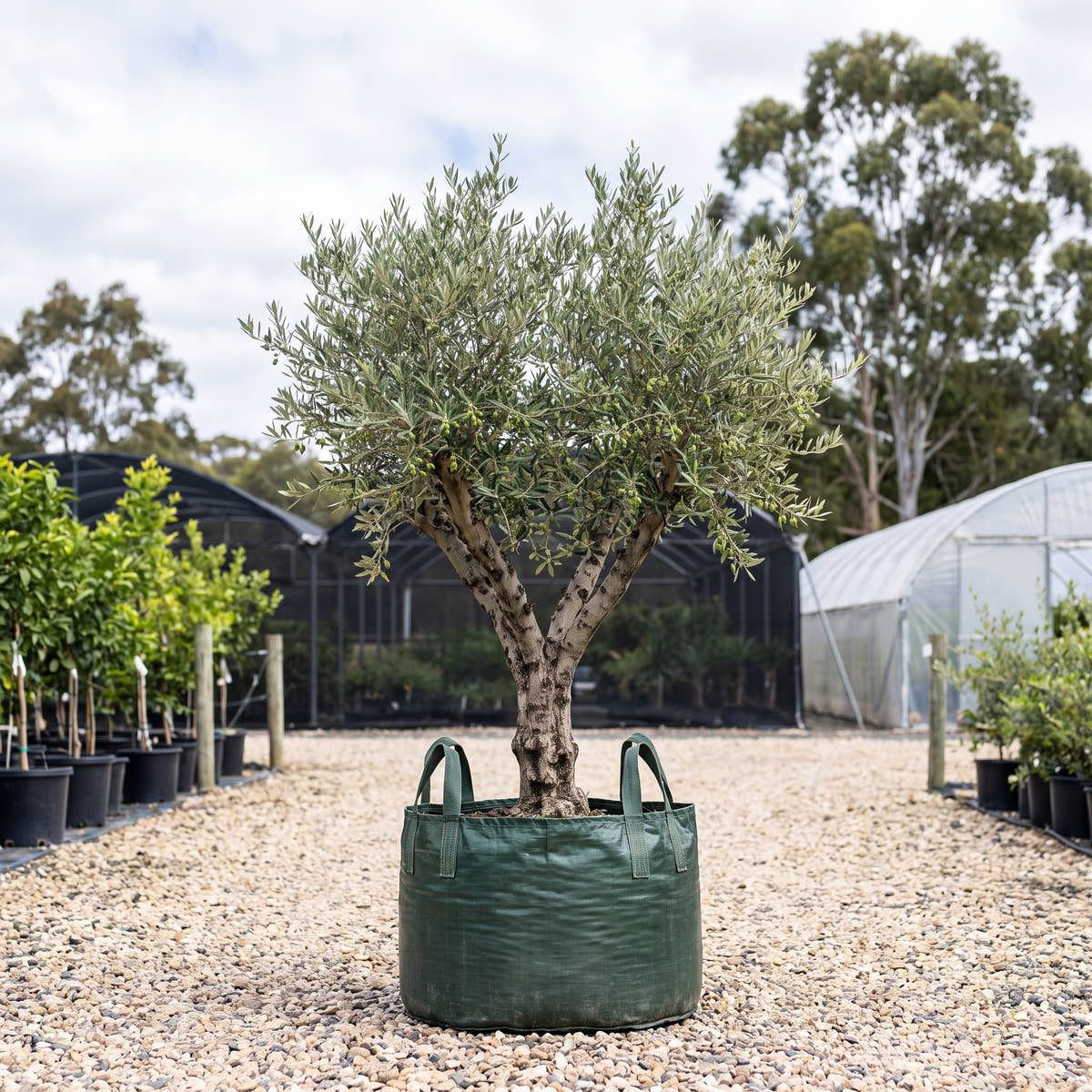 Olive (Topiary Standard) - Olea europaea