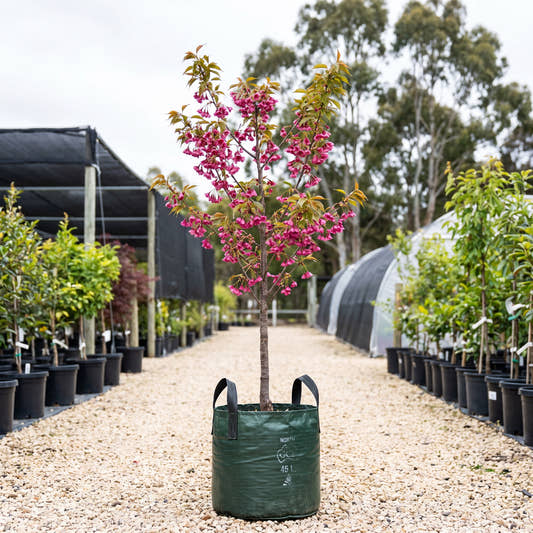 Taiwan Cherry - Prunus campanulata
