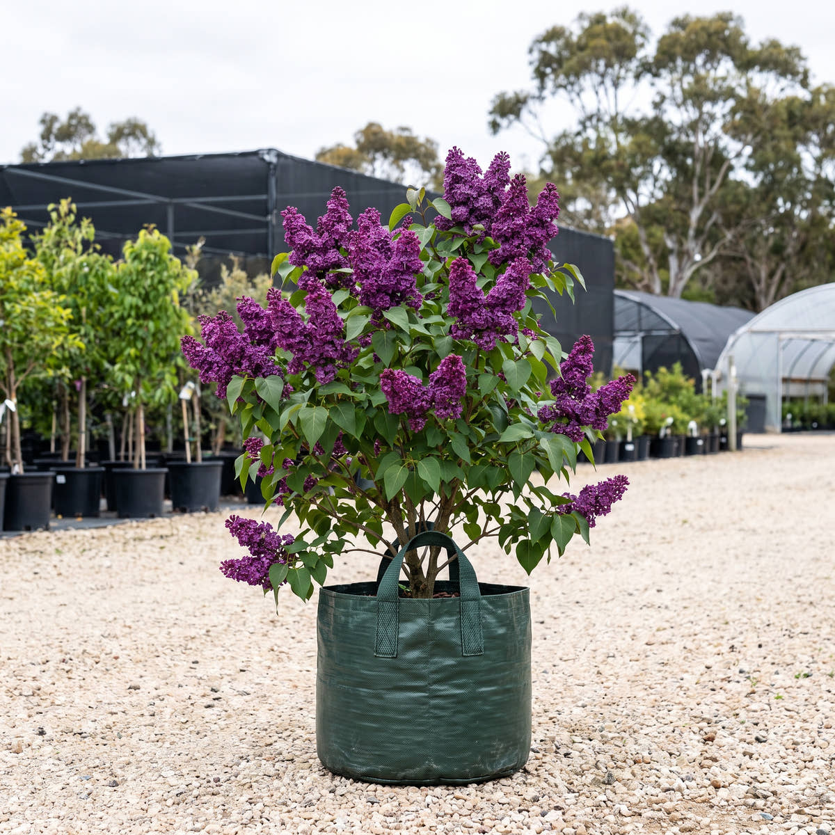 Royal Purple Lilac - Syringa x hyacinthiflora ‘Royal Purple’