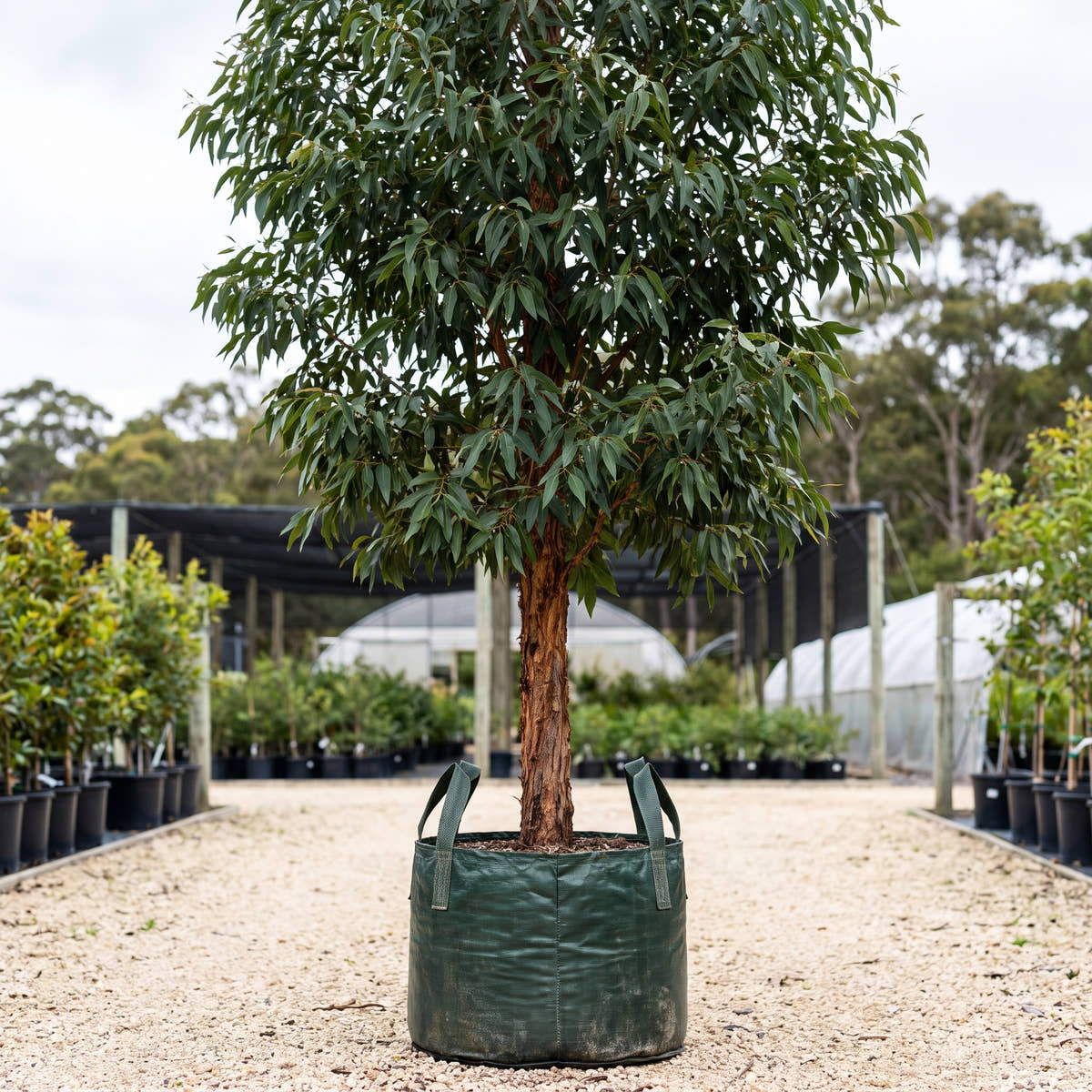 Matong Swamp Mahogany - Eucalyptus robusta ‘Matong’