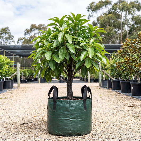 Three-Veined Laurel - Cryptocarya triplinervis