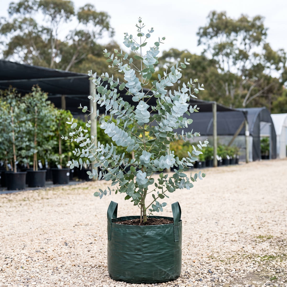 Baby Blue Mountain Gum - Eucalyptus pulverulenta ‘Baby Blue’