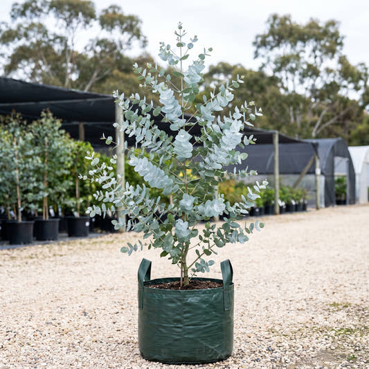 Baby Blue Mountain Gum - Eucalyptus pulverulenta ‘Baby Blue’