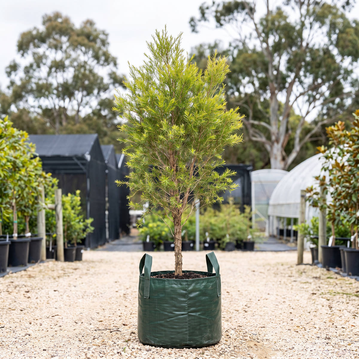 Tea Tree - Melaleuca alternifolia