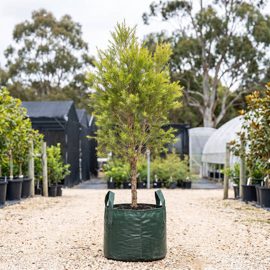 Tea Tree - Melaleuca alternifolia