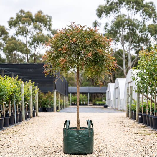 Bronze Rambler Grevillea (Standard) - Grevillea ‘Bronze Rambler’