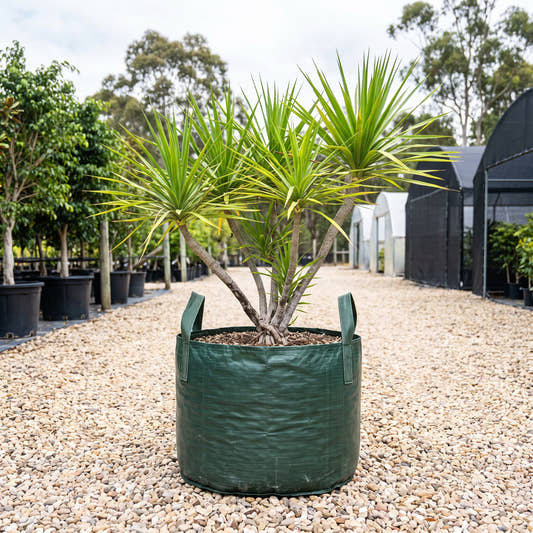 Cambodian Dragon Tree - Dracaena cambodiana